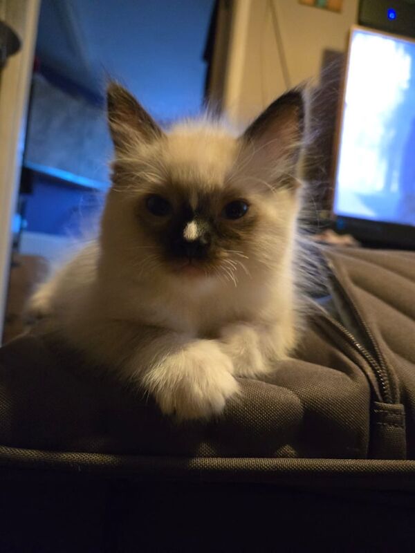 Ragdoll male kitten for sale in Luton, Bedfordshire