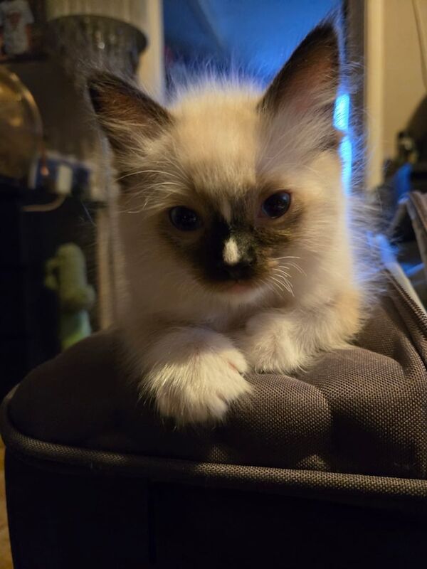 Ragdoll male kitten for sale in Luton, Bedfordshire - Image 2
