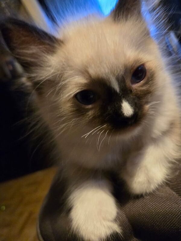 Ragdoll male kitten for sale in Luton, Bedfordshire - Image 3