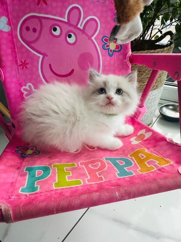 Ragdoll kittens for sale in Fareham, Hampshire β 8 weeks old