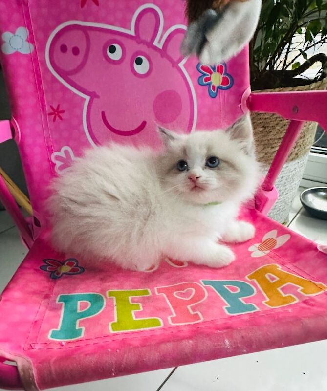 Ragdoll kittens for sale in Fareham, Hampshire – 8 weeks old - Image 2 of 5