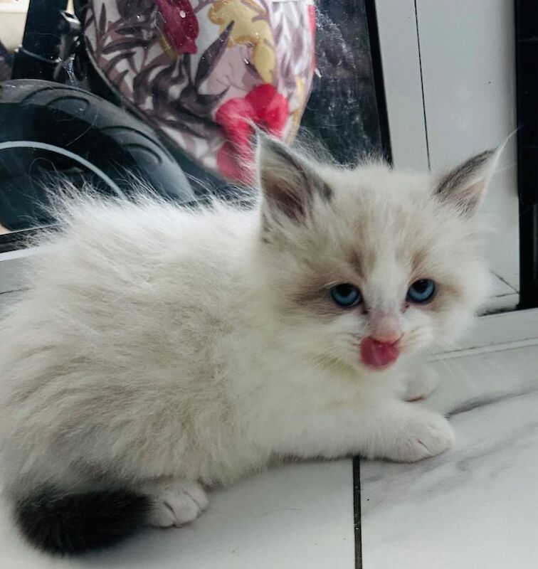 Ragdoll kittens for sale in Fareham, Hampshire – 8 weeks old - Image 3 of 5