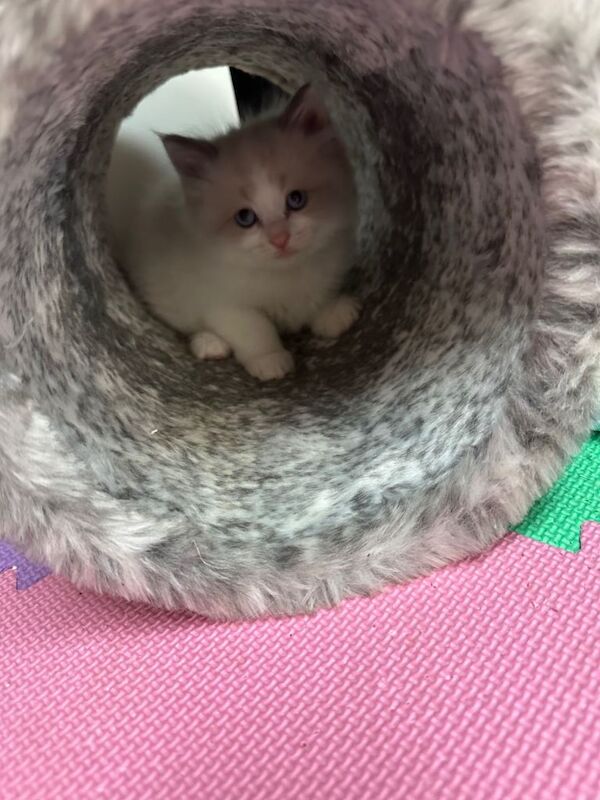 Ragdoll kittens for sale in Fareham, Hampshire – 8 weeks old - Image 4 of 5