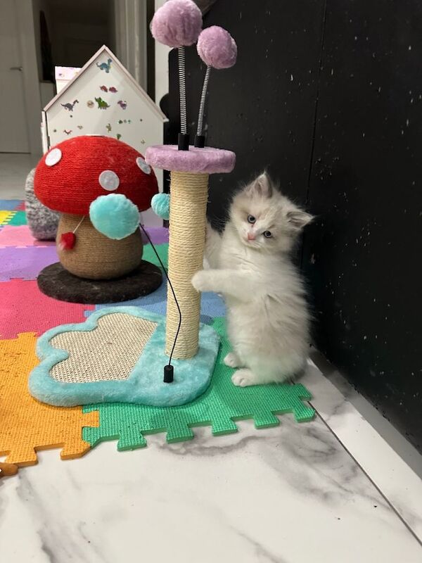 Ragdoll kittens for sale in Fareham, Hampshire – 8 weeks old - Image 5 of 5