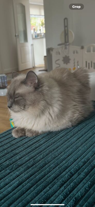 Ragdoll kittens for sale in Falkirk, Stirling and Falkirk – 1 year old