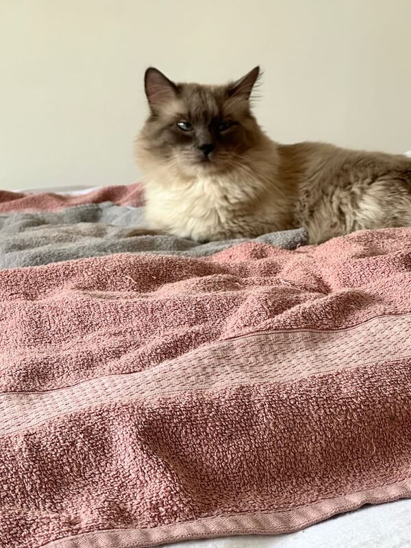 Ragdoll kittens for sale in Falkirk, Stirling and Falkirk – 1 year old - Image 2 of 3