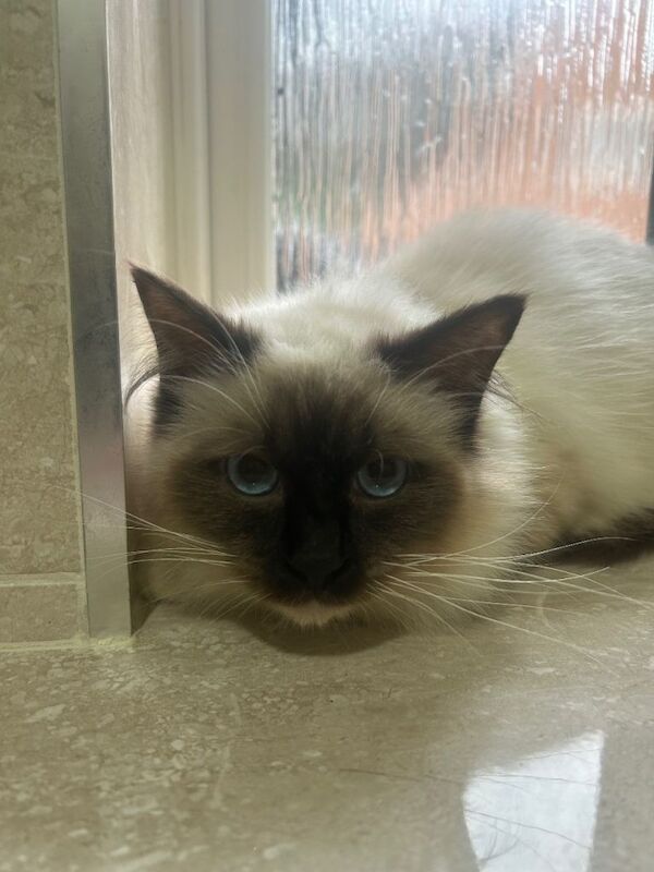 Ragdoll Kittens For Sale