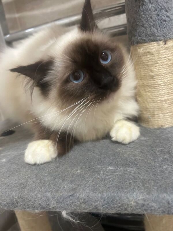 Ragdoll. Male. Seal Point. 7 months old - Image 2 of 4