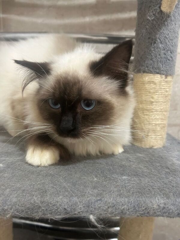 Ragdoll. Male. Seal Point. 7 months old - Image 3 of 4