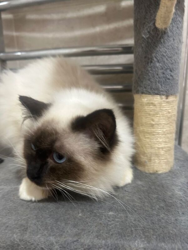 Ragdoll. Male. Seal Point. 7 months old - Image 4 of 4