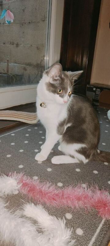 Ragdoll kittens for sale in Southampton, Hampshire – 5 months old