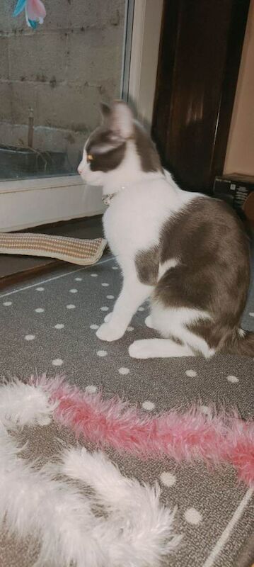 Ragdoll mix bred - Image 2 of 4