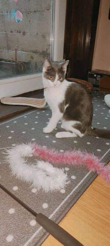 Ragdoll mix bred - Image 3 of 4