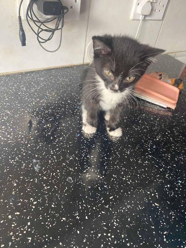 Ragdoll kittens for sale in Greenford, Greater London – 9 weeks old - Image 3 of 3