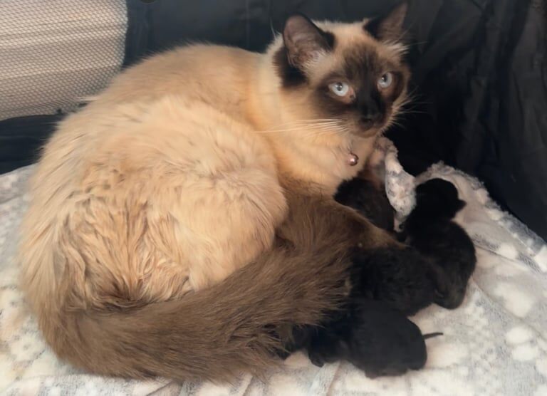 Ragdoll mix kittens for sale in Huddersfield, West Yorkshire