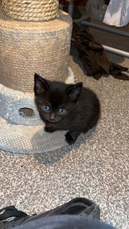 Ragdoll mix kittens for sale in Huddersfield, West Yorkshire | Image 2