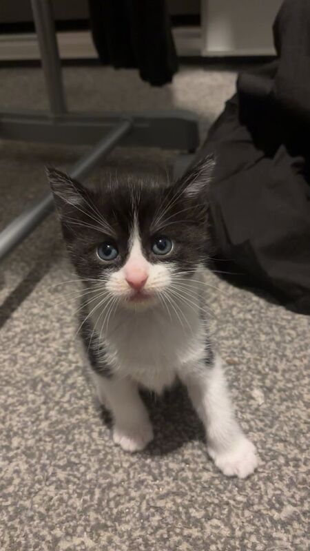 Ragdoll mix kittens for sale in Huddersfield, West Yorkshire | Image 3