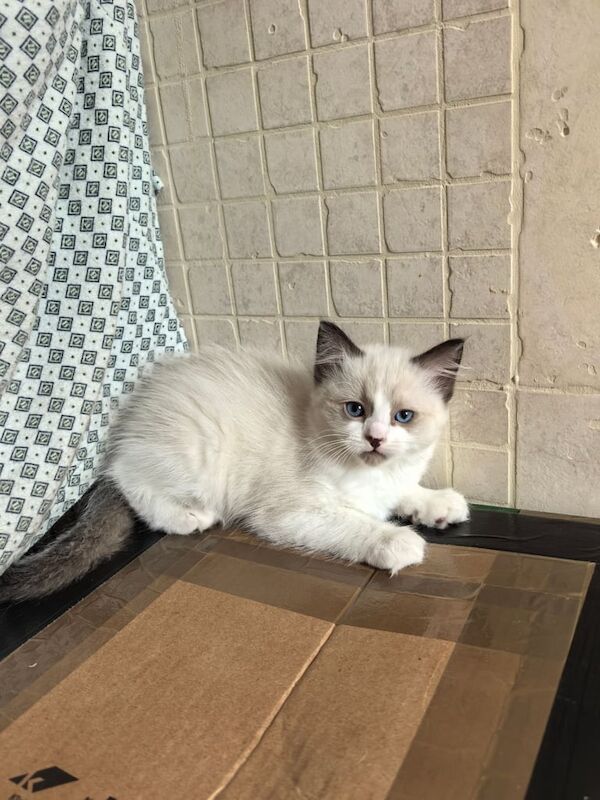 Ragdoll kittens for sale in Armagh, County Armagh – 10 weeks old