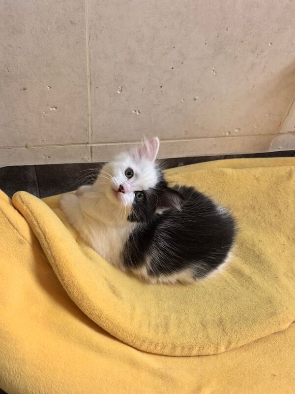Ragdoll kittens for sale in Armagh, County Armagh – 10 weeks old - Image 2 of 3