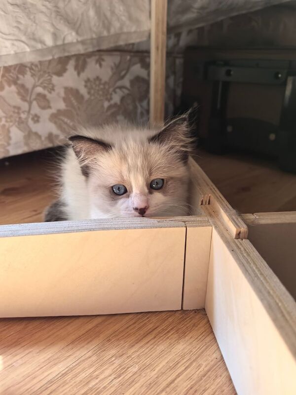 Ragdoll kittens for sale in Armagh, County Armagh – 10 weeks old - Image 3 of 3