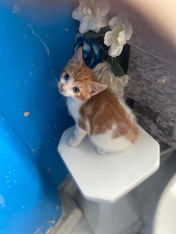 Ragdoll kittens for sale in Greenford, Greater London – 10 weeks old