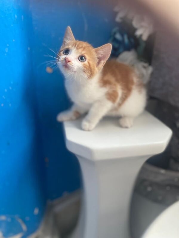 Ragdoll kittens for sale in Greenford, Greater London – 10 weeks old - Image 2 of 3