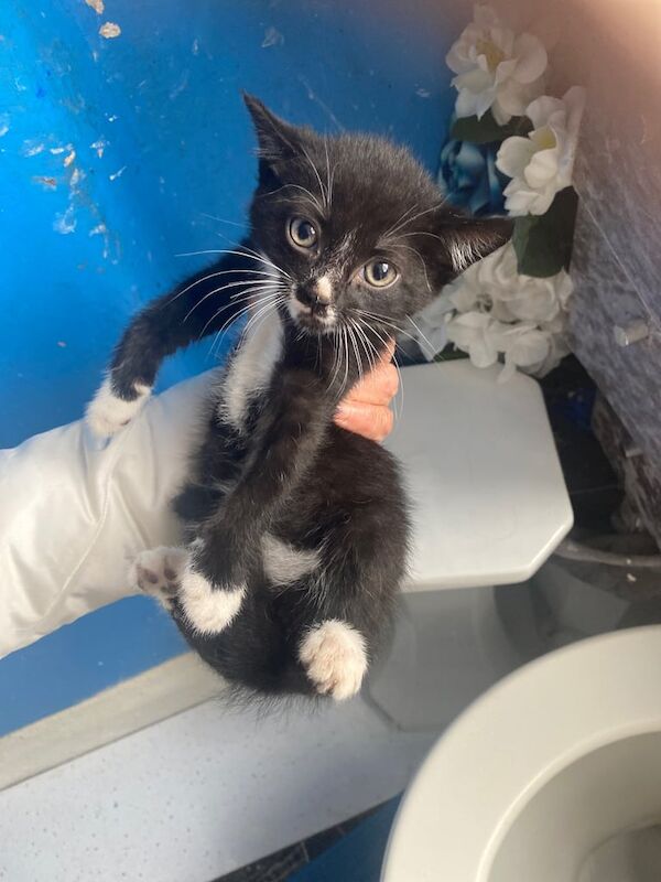 Ragdoll kittens for sale in Greenford, Greater London – 10 weeks old - Image 3 of 3