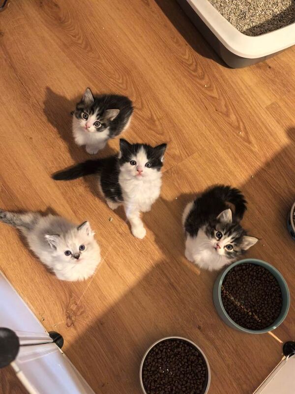 Ragdoll Kittens For Sale