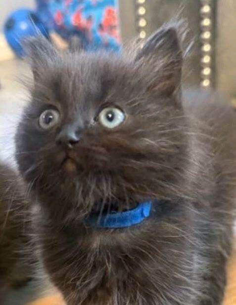 Ragdoll Mix Little boy.