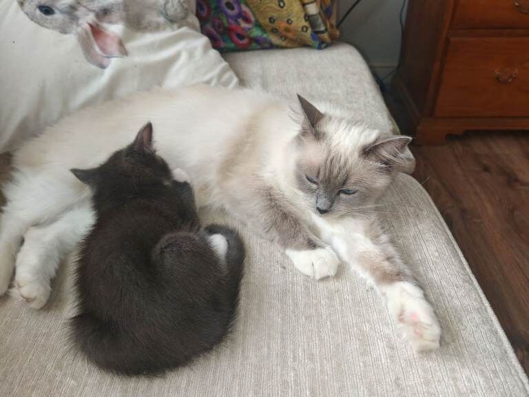 Ragdoll mix male kitten