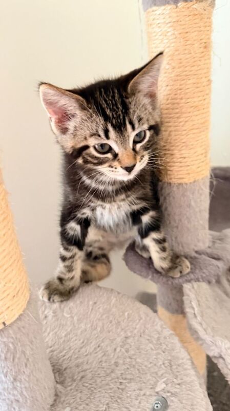 Ragdoll/ mixed breed