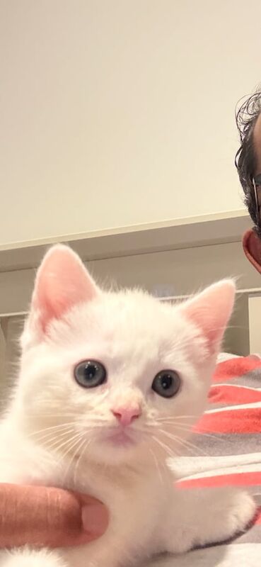 Ragdoll kittens for sale in West Pilton, City of Edinburgh – 9 weeks old