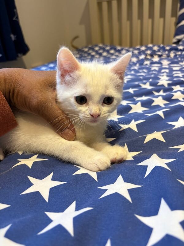 Ragdoll kittens for sale in West Pilton, City of Edinburgh – 9 weeks old - Image 3 of 3