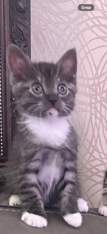 Ragdoll kittens for sale in Barking, London – 10 weeks old