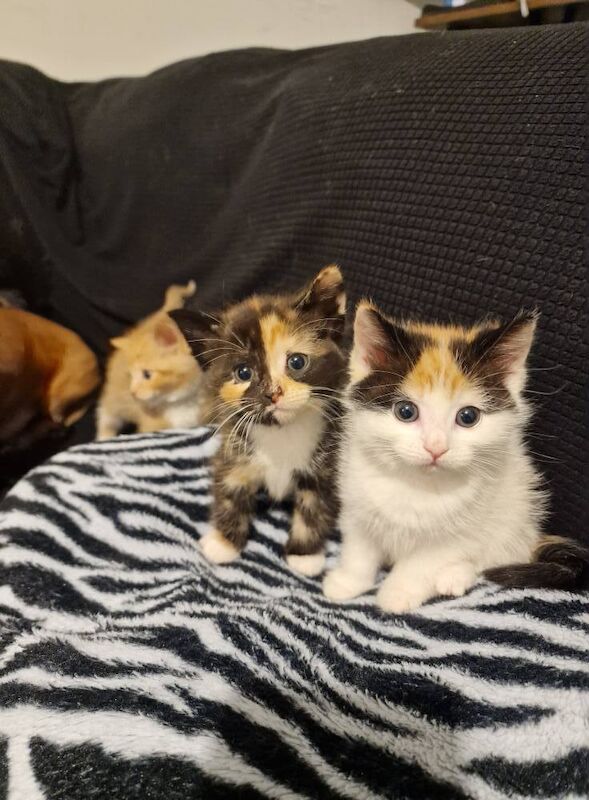 Ragdoll kittens for sale in Williton, Somerset – 9 months old - Image 1 of 3