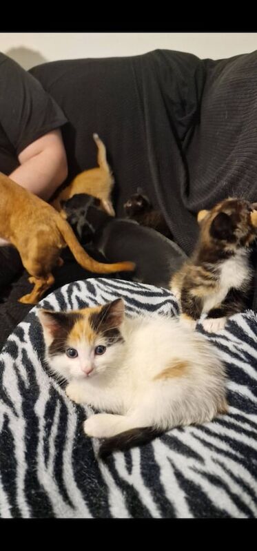 Ragdoll kittens for sale in Williton, Somerset – 9 months old - Image 2 of 3