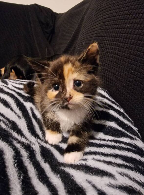 Ragdoll kittens for sale in Williton, Somerset – 9 months old - Image 3 of 3