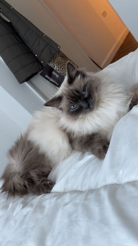Ragdoll kittens for sale in Pontefract, West Yorkshire – 4 years old