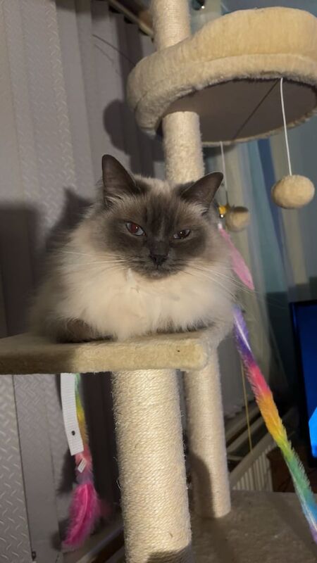 Ragdoll kittens for sale in Pontefract, West Yorkshire – 4 years old - Image 2 of 3