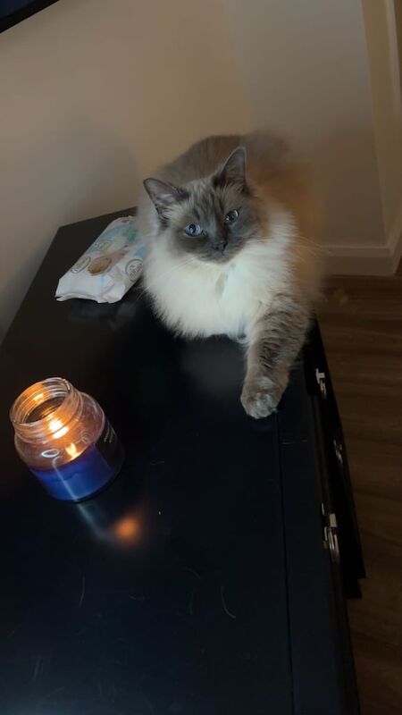 Ragdoll kittens for sale in Pontefract, West Yorkshire – 4 years old - Image 3 of 3