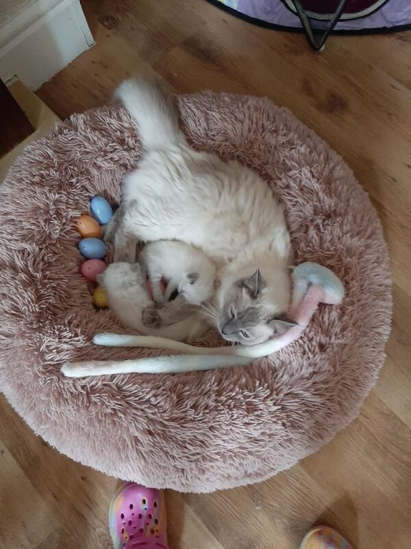 Ragdoll one male left for sale in Bolton, Greater Manchester