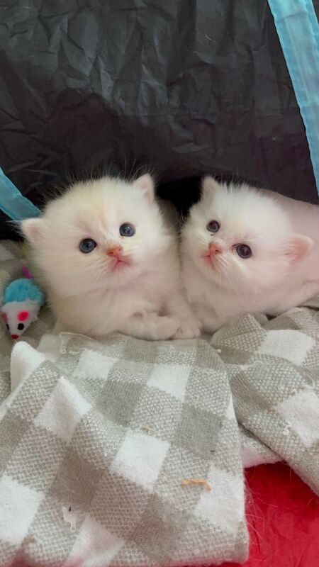 Ragdoll Kittens For Sale