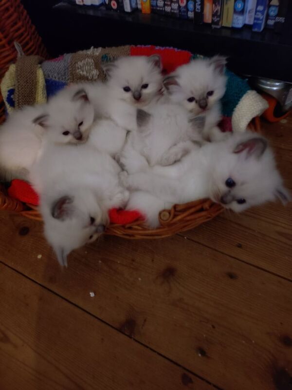 Ragdoll kittens for sale in Grantham, Lincolnshire – 11 weeks old