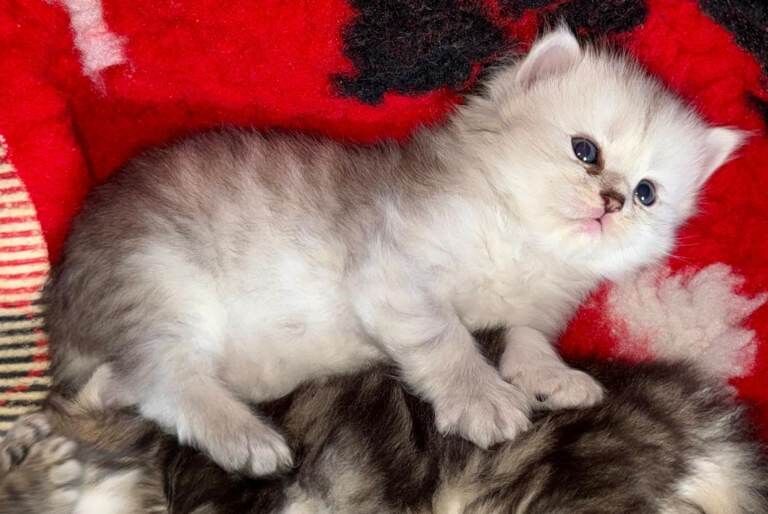 Ragdoll/Scottish straight kittens - Image 2 of 5