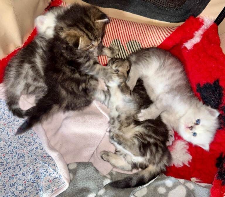Ragdoll/Scottish straight kittens - Image 3 of 5