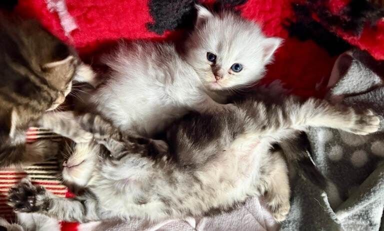 Ragdoll/Scottish straight kittens - Image 4 of 5