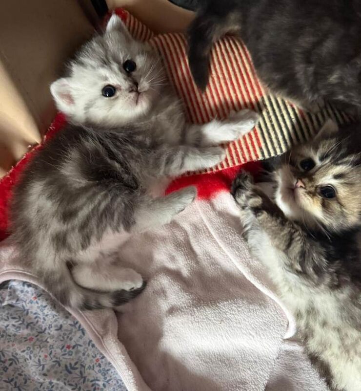 Ragdoll/Scottish straight kittens - Image 5 of 5