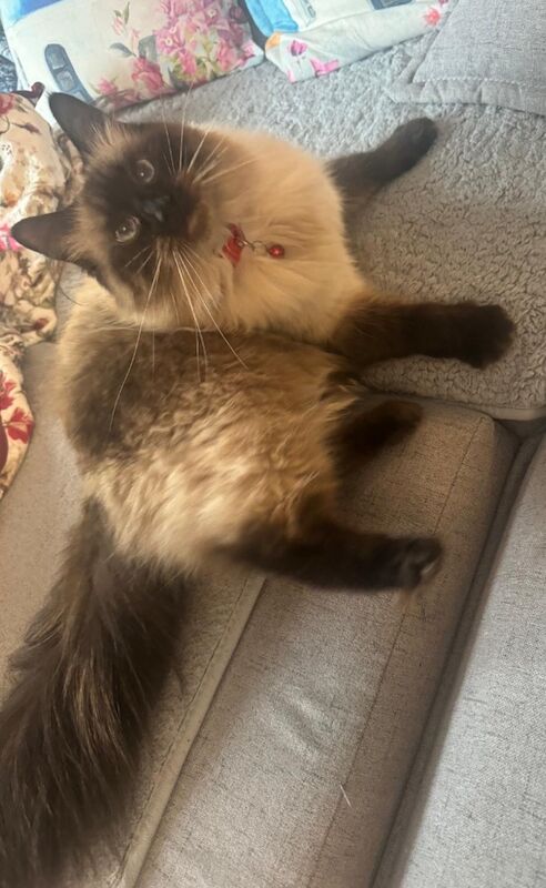 Ragdoll kittens for sale in Romford, Greater London – 2 years old