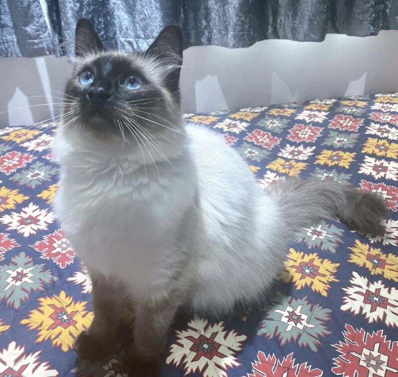 Ragdoll kittens for sale in Romford, Greater London – 2 years old - Image 2 of 4