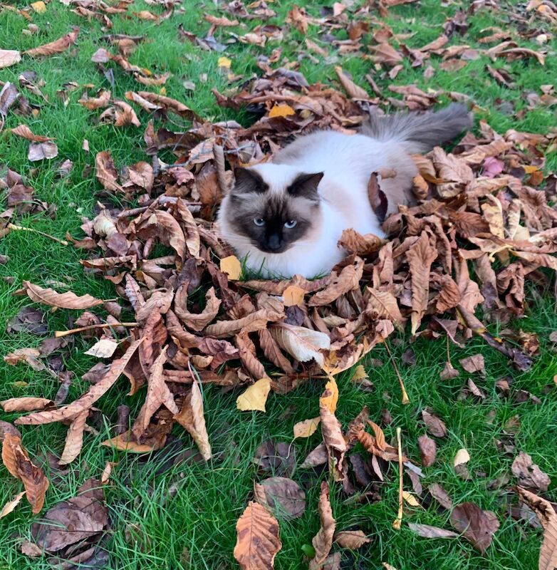 Ragdoll kittens for sale in Romford, Greater London – 2 years old - Image 3 of 4